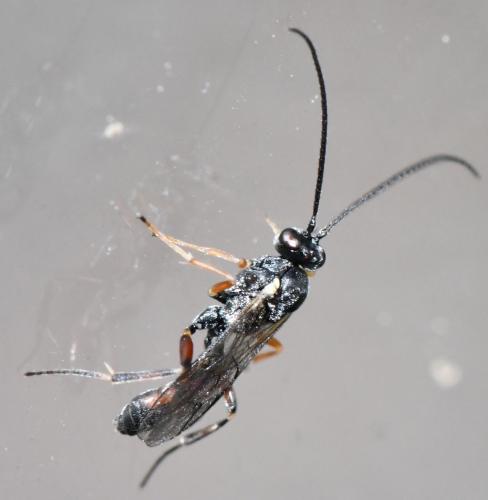 Réf. 277 812 : Campopleginae inconnu
